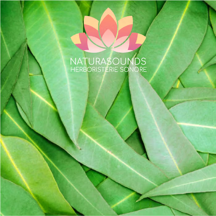 🎧 Chant Médicinale de l'Eucalyptus Globulus - 429,62 Hz H20 / 30 minutes