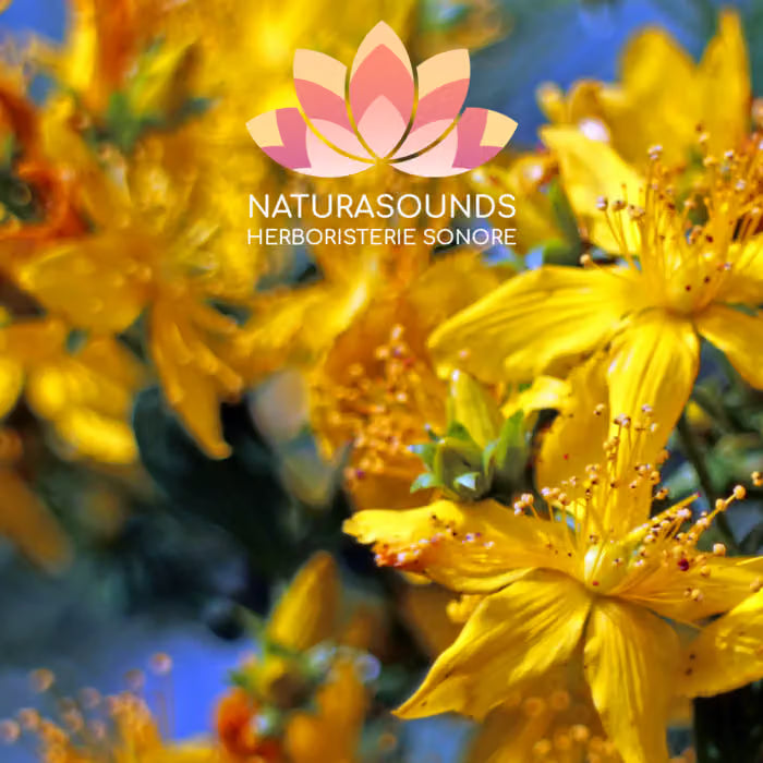 🎧 Chant Médicinale de l'Hypericum Perforatum - Millepertuis - 429,62 Hz H20 / 30 minutes