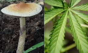 Diapasons CBD et Psilocybine - Fréquences d'Alcaloïdes | Collection Recherche Avancée