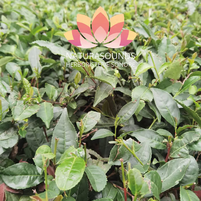 🎧 Chant Médicinale du Camellia Sinensis - Kangra Black Tea - 429,62 Hz H20 / 30 minutes