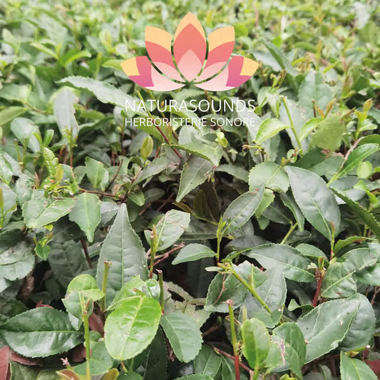🎧 Chant Médicinale du Camellia Sinensis - Kangra Black Tea - 429,62 Hz H20 / 30 minutes
