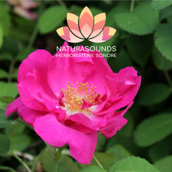 🎧 Medicinal Chant of the Rosa Gallica - 429.62 Hz - H2O / 30 minutes