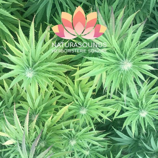 🎧 Chant Médicinale Du Cannabis Sativa L. - 429,62 Hz - H2O / 30 minutes