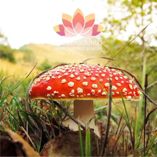 🎧 Chant Médicinale de l'Amanita Muscaria - 429,62 Hz - H2O / 30 minutes