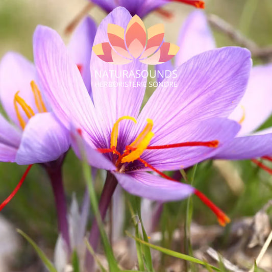 🎧 Chant Médicinale du Crocus Sativus - Safran - 417,60 Hz - [H3O2]- / 30 minutes