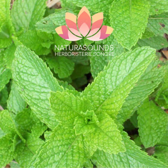 🎧 Medicinal Chant of Mentha × piperita - Peppermint - 429.62 Hz H20 / 30 minutes